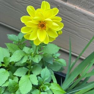 Yellow Dahlia seeds 2025